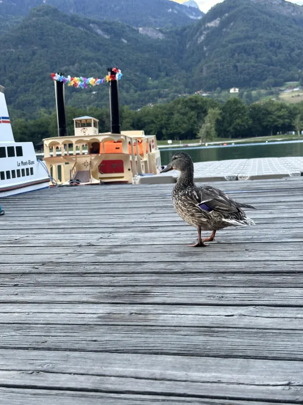 Les curieux du Lac de Passy ;-)