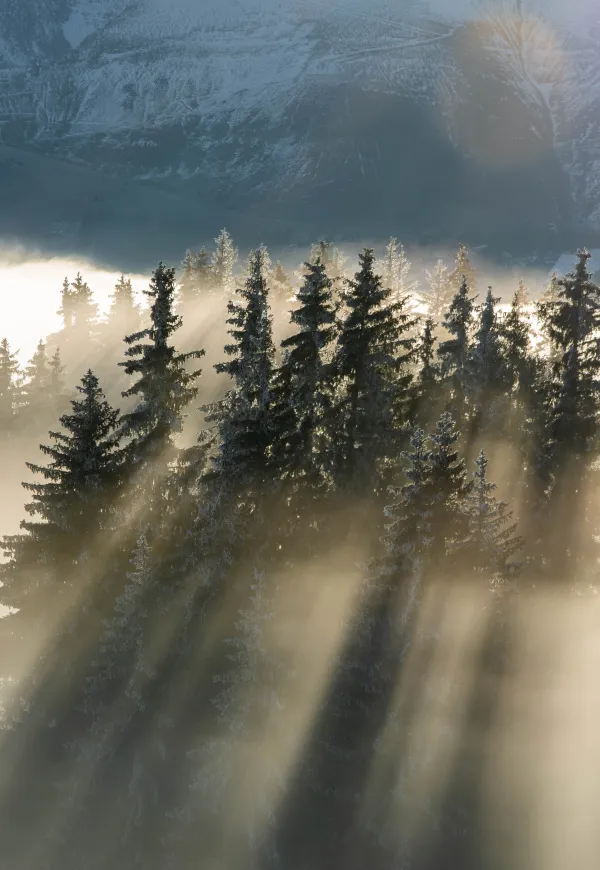 La forêt des signes