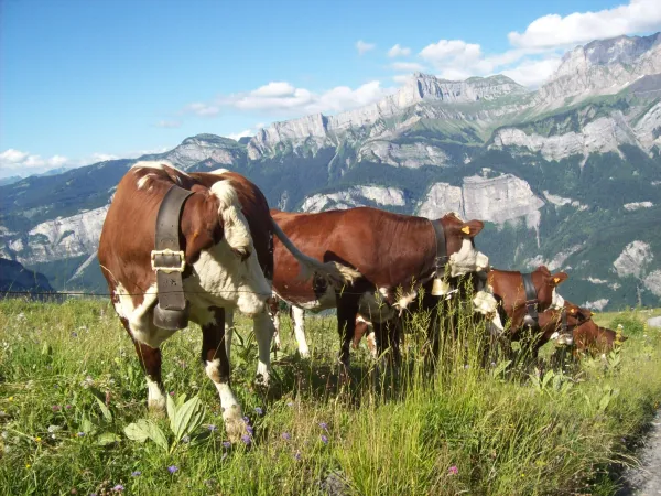 L'alpage de Mayères