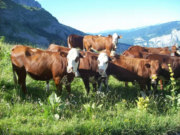 L'alpage de Mayères