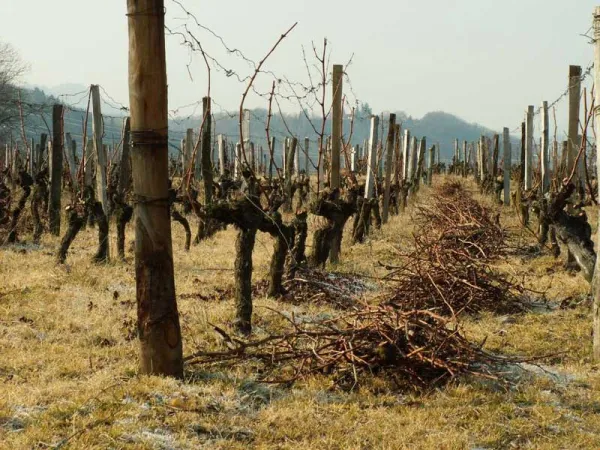 Le Vignoble de Marin