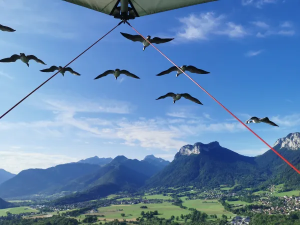 Ulm avec les oiseaux migrateurs