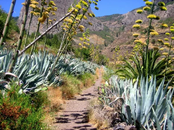 Les Canaries - Gomera