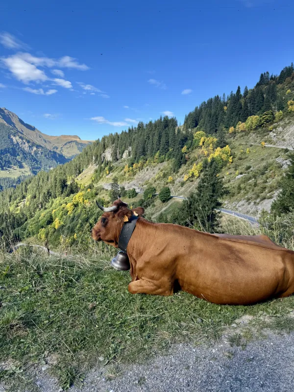 Vache et vue