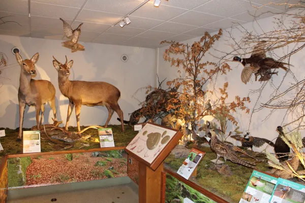 Visite du Musée de la Faune