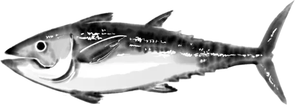 Poisson