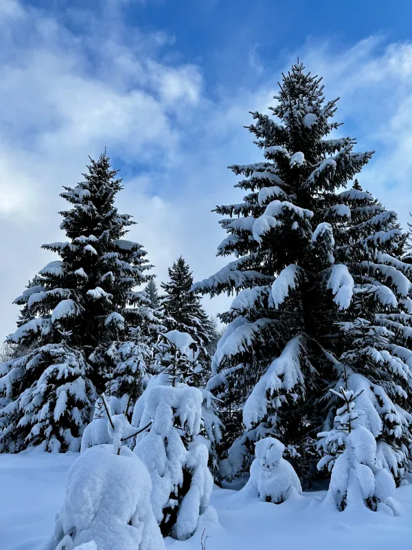 Sentier raquettes : la boucle des Combes_Sallanches