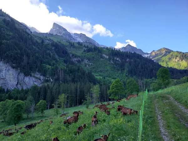 Nos chèvres au pâturage l'été