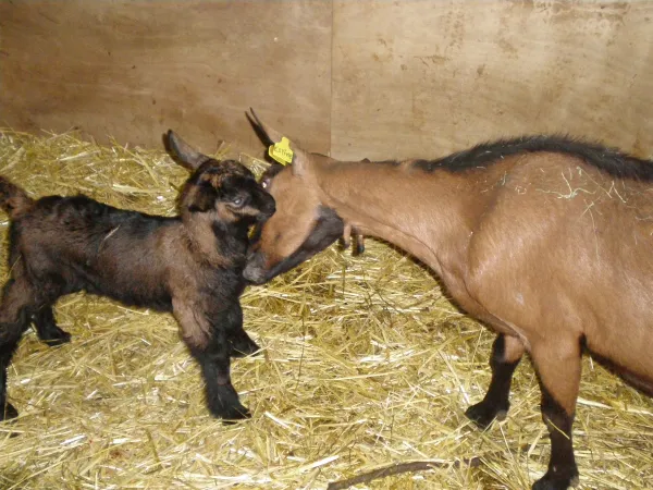 un petit chevreau et sa maman