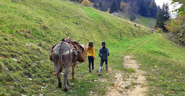 Balade avec les ânes