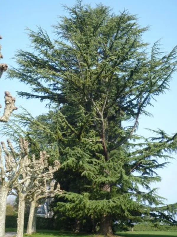Arbres remarquables