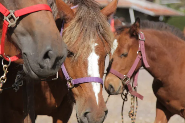 Baptême poney