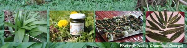 Animations plantes sauvages