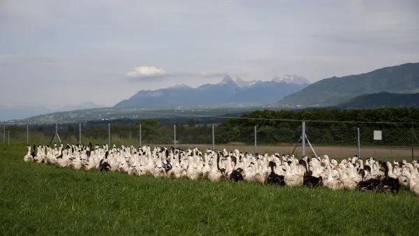 La mère Gaud