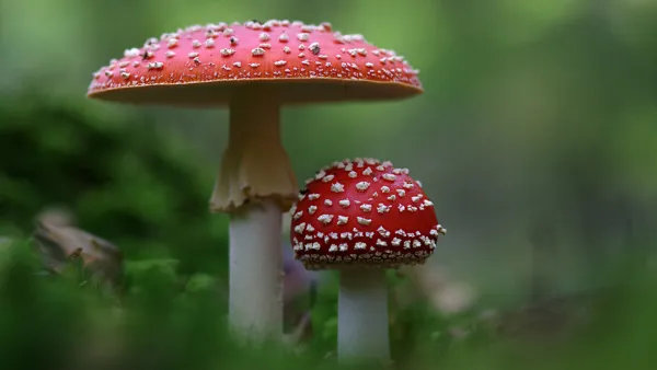 Exposition de champignons