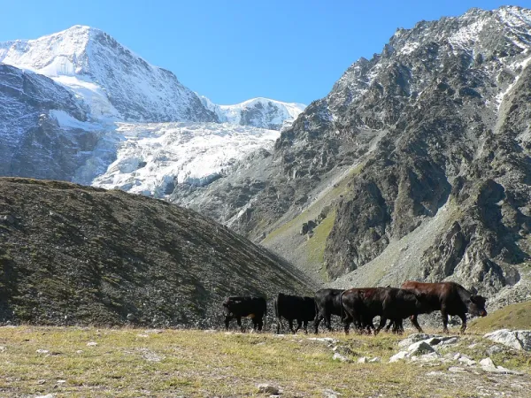 Valais Arolla