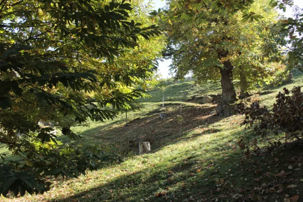 Châtaigneraie de Saint-Gingolph
