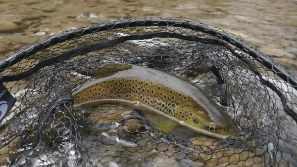 truite fario de rivière