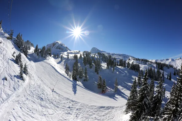 Ski entre les sapins