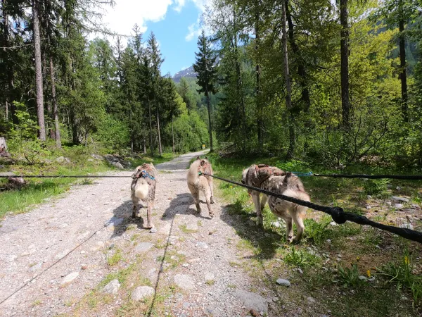Cani-randonnée_Megève