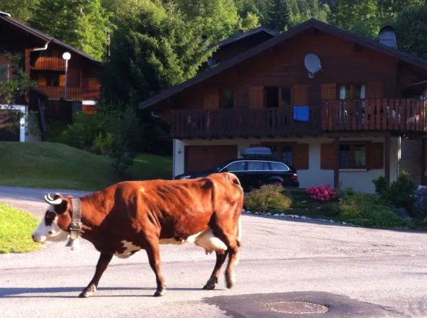 Vache qui passe devant le chalet
