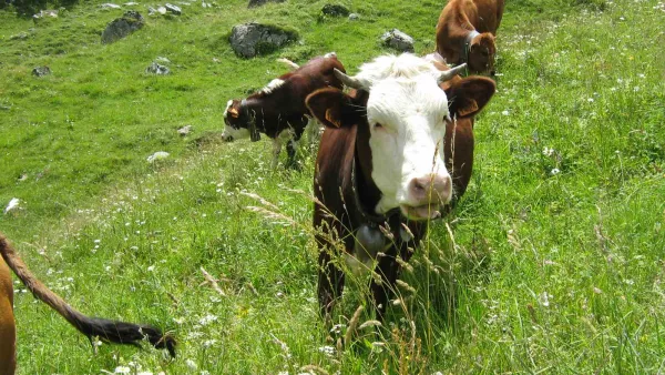 Vaches