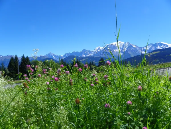 Paysage estivale Combloux