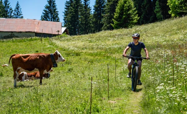 VTTiste alpage avec vache