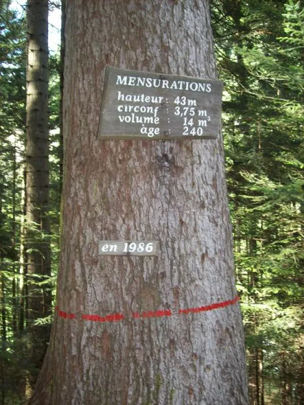 Le sapin président