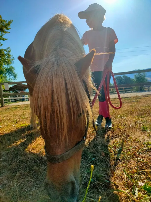 Poney