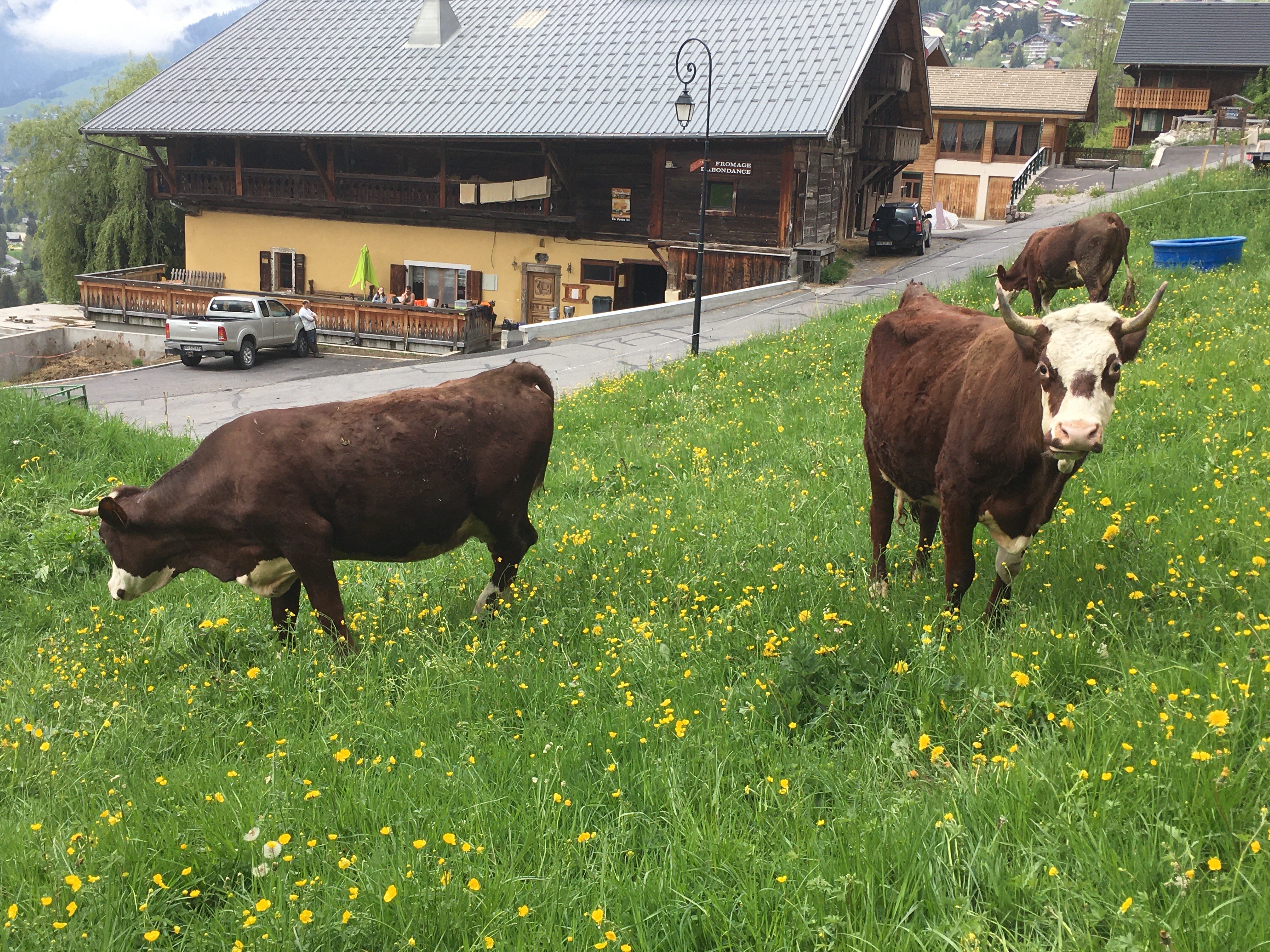 Vaches dans le pré en face de la ferme