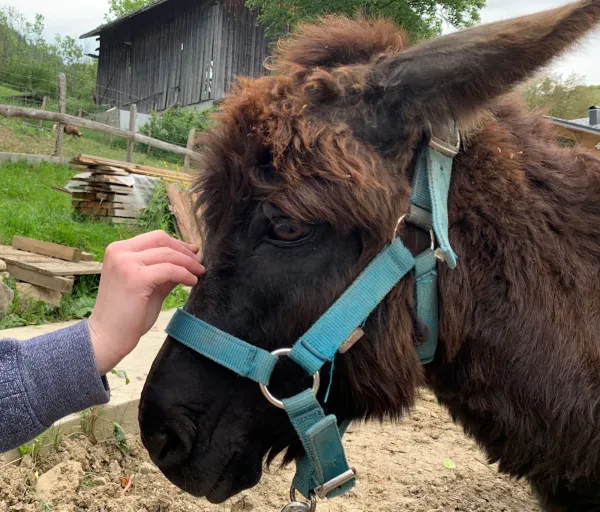 l'âne de la ferme d'animation