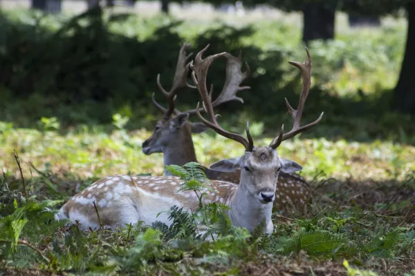 Les daims du Parc des Esserts à Cluses